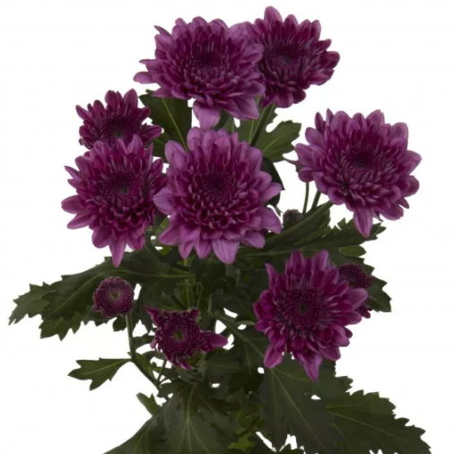 Chrysanthemum spray purple