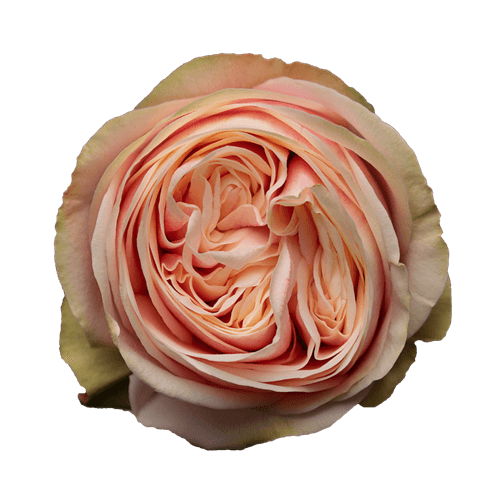 Роза однг свон грейс в Москве