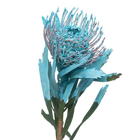 Leucospermum dyed blue