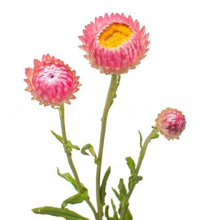 Helichrysum yellow | Wholesale flowers, plants and supplies Helichrysum yellow