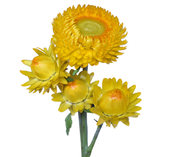 Helichrysum yellow