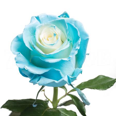 Роза краш. однг виспер в Москве