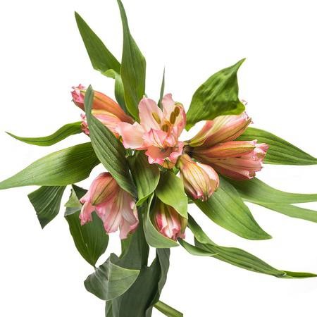 Альстромерия супер селект розовая