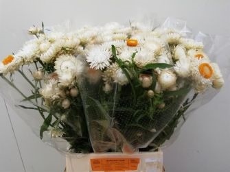 Helichrysum white