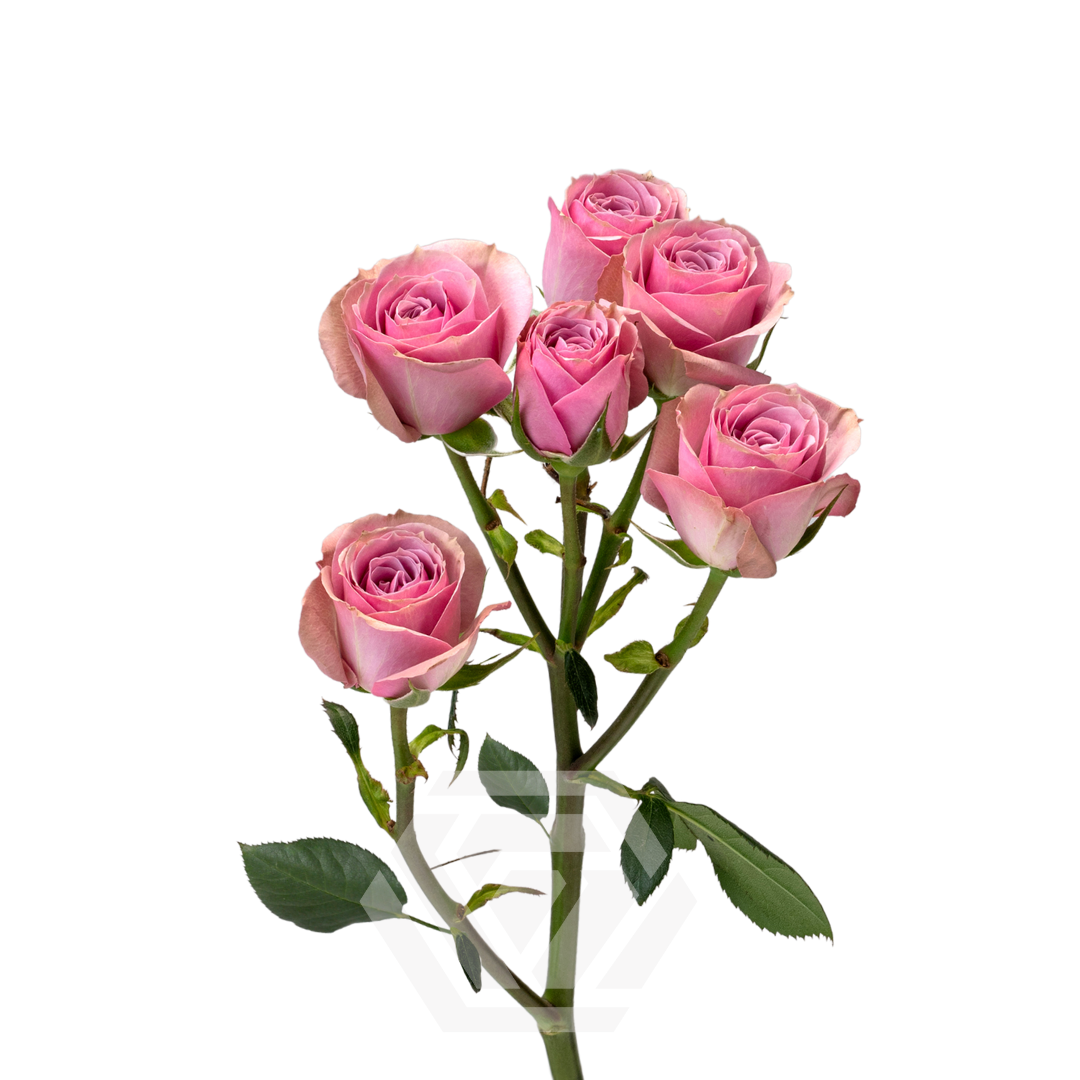 Rose spray lavender iriska