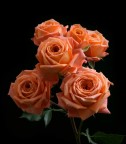 Rose spray madeira