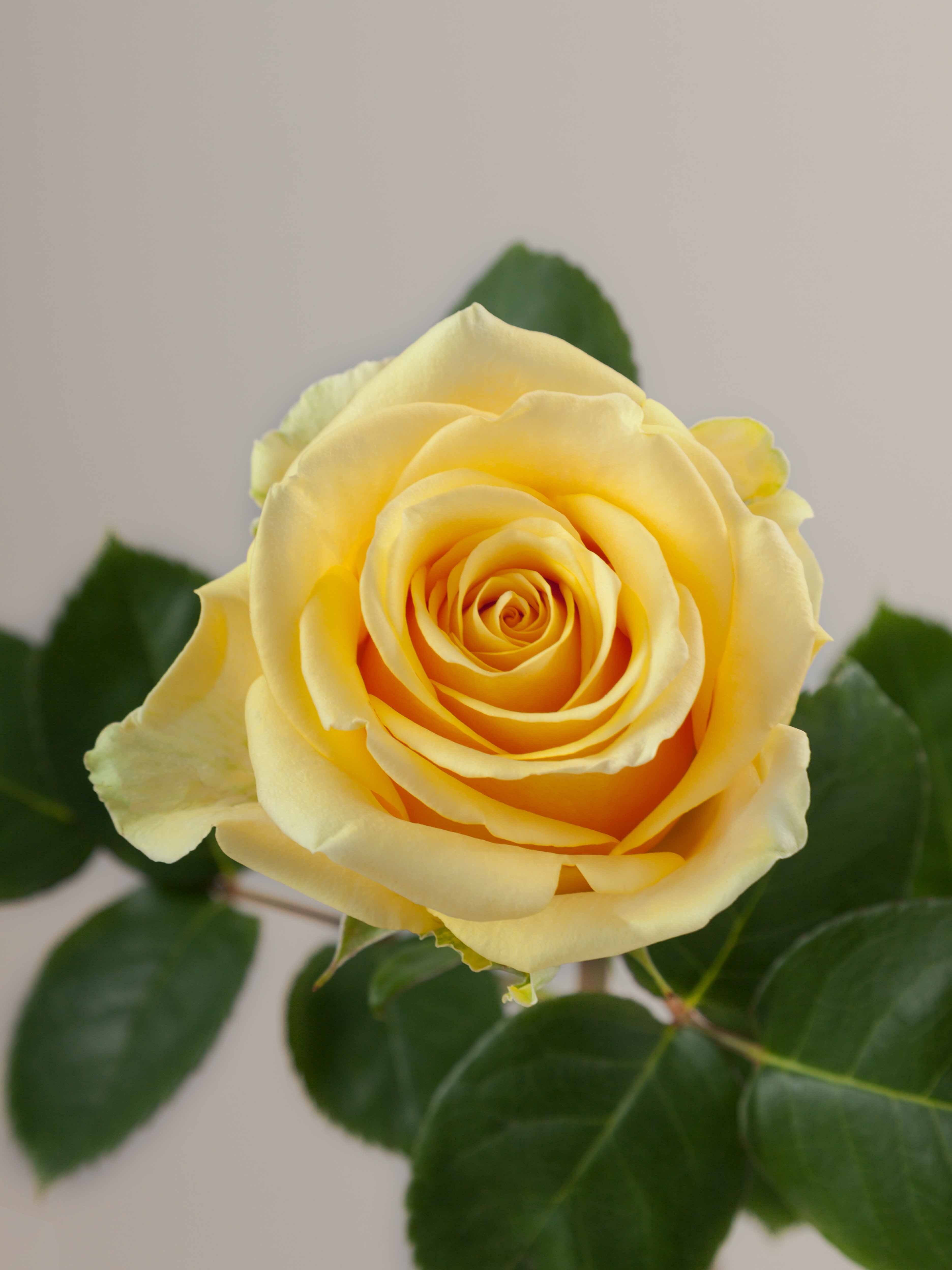 Rose idole
