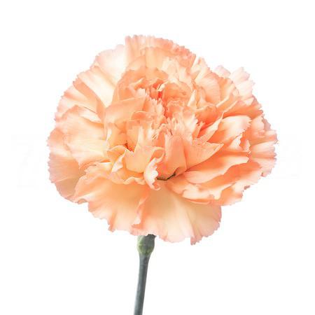 Carnation tamarindo