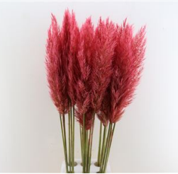 Cortaderia dry dyed red dyed red