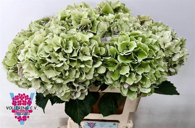 Hydrangea royal benefit classic