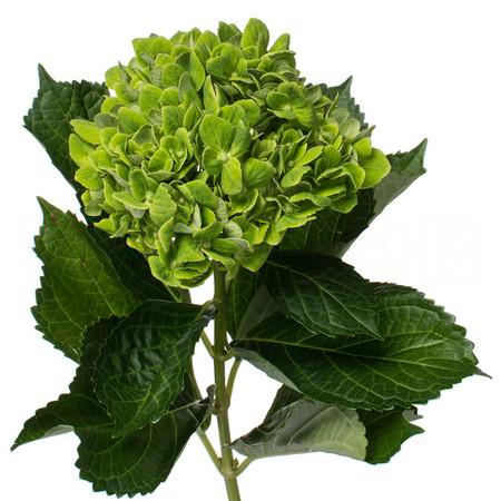 Hydrangea green emerald