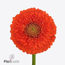 Гербера помпони туктук