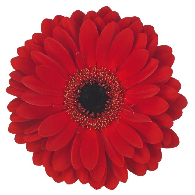 Gerbera lady red