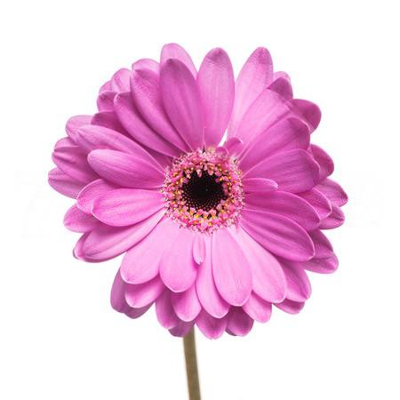 Gerbera Mini lois