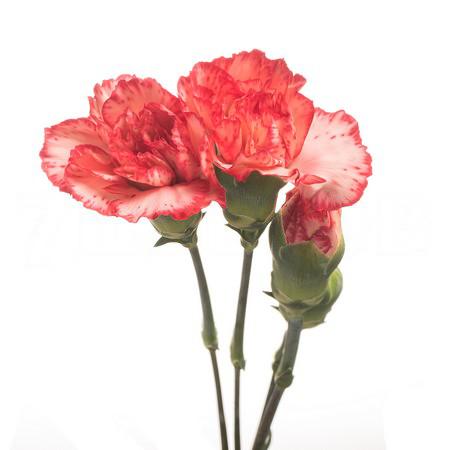 Гвоздика куст акари в Новосибирске