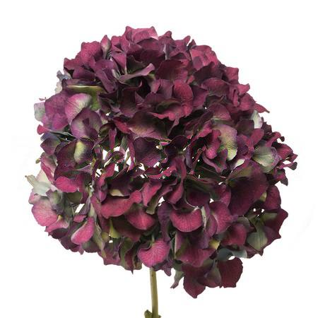 Hydrangea rood doorgekleurd