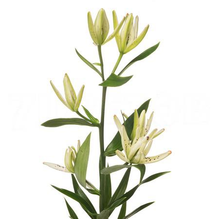 Лилия аз маст си