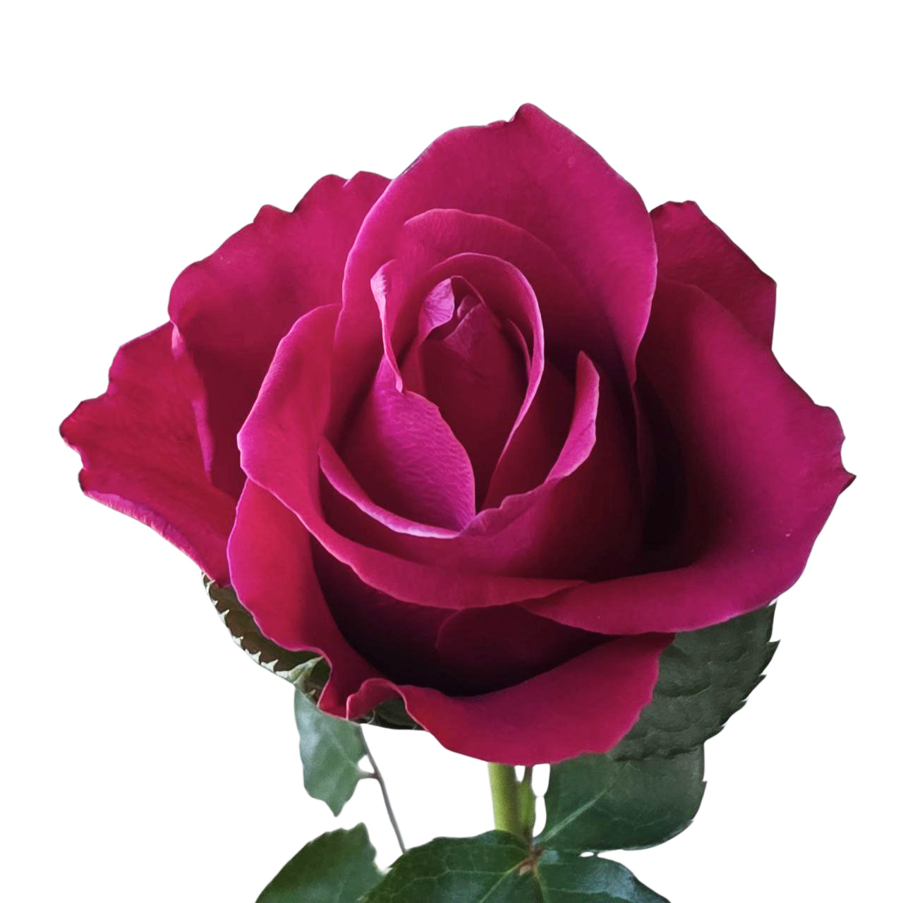 Rose moviestar kenya