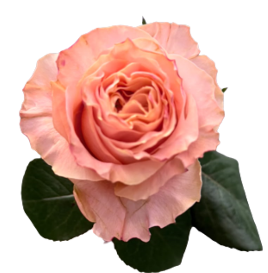 Rose crown princess