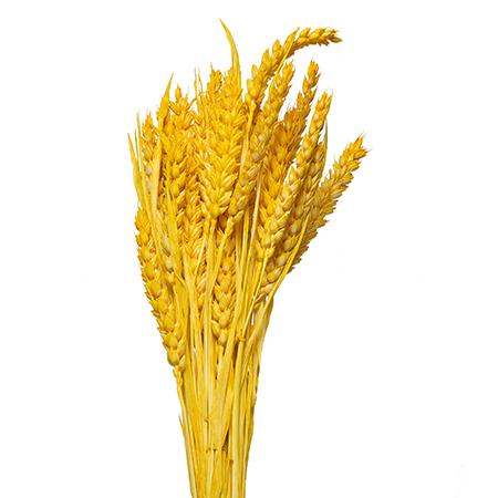 Тритикум краш. сух. желтый в Москве