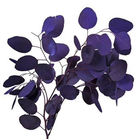 Blad Eucalyptus tinted populus blue