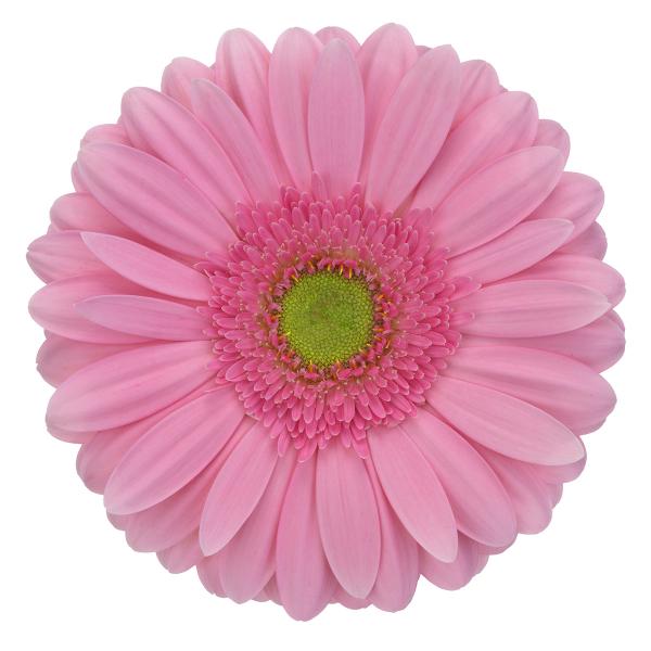 Гербера мелроуз