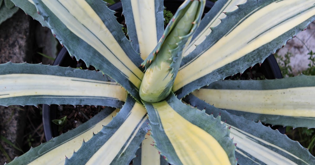 Blad Agave variegata