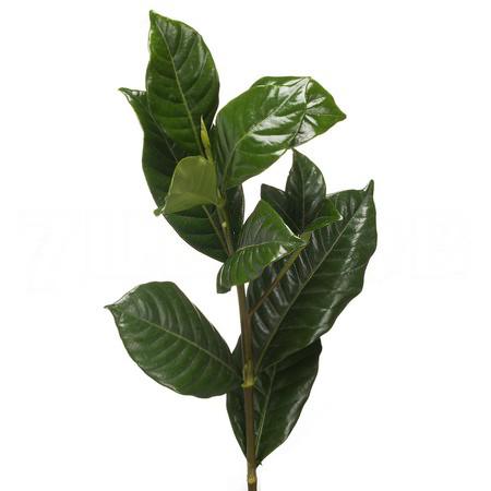 Гардения грандифлора в Москве