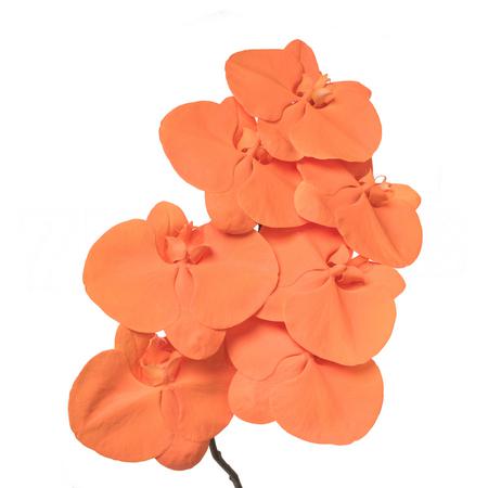 Phalaenopsis sprayed orange