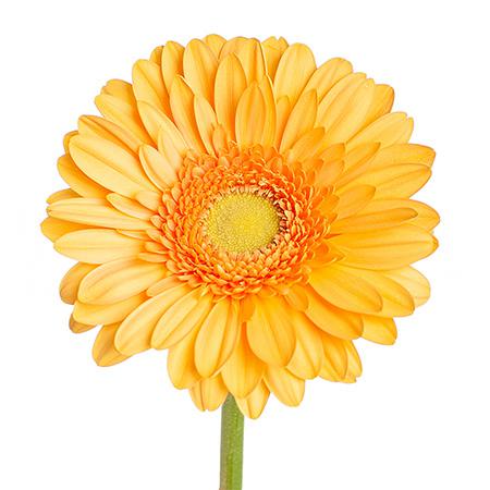 Гербера манго