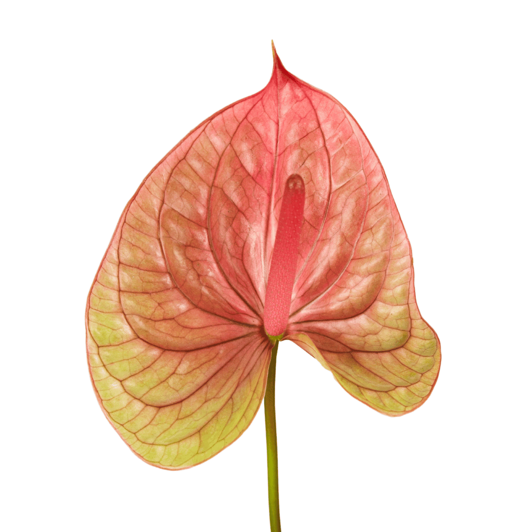 Anthurium tequila