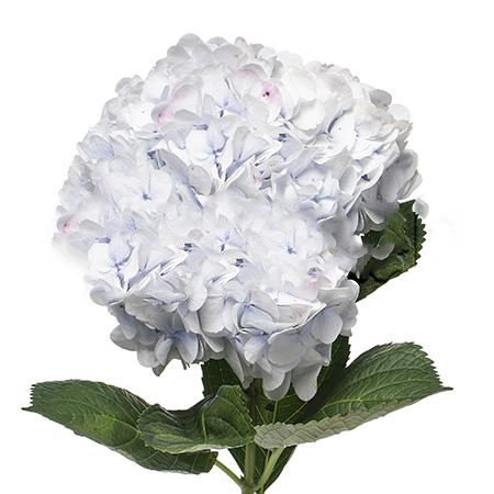 Гидрангия бело-розовая