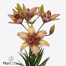 Lilium asiatic tribal dance
