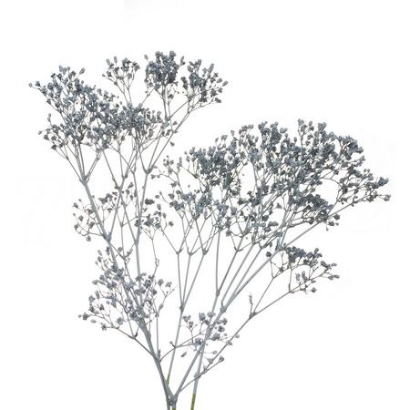 Гипсофила краш. серая в Москве