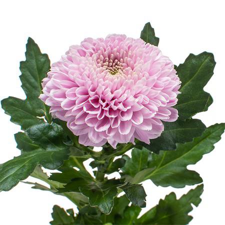 Chrysanthemum vanya pink