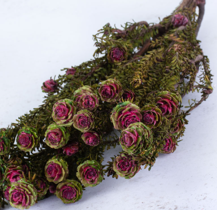 Leucadendron tortum dyed red