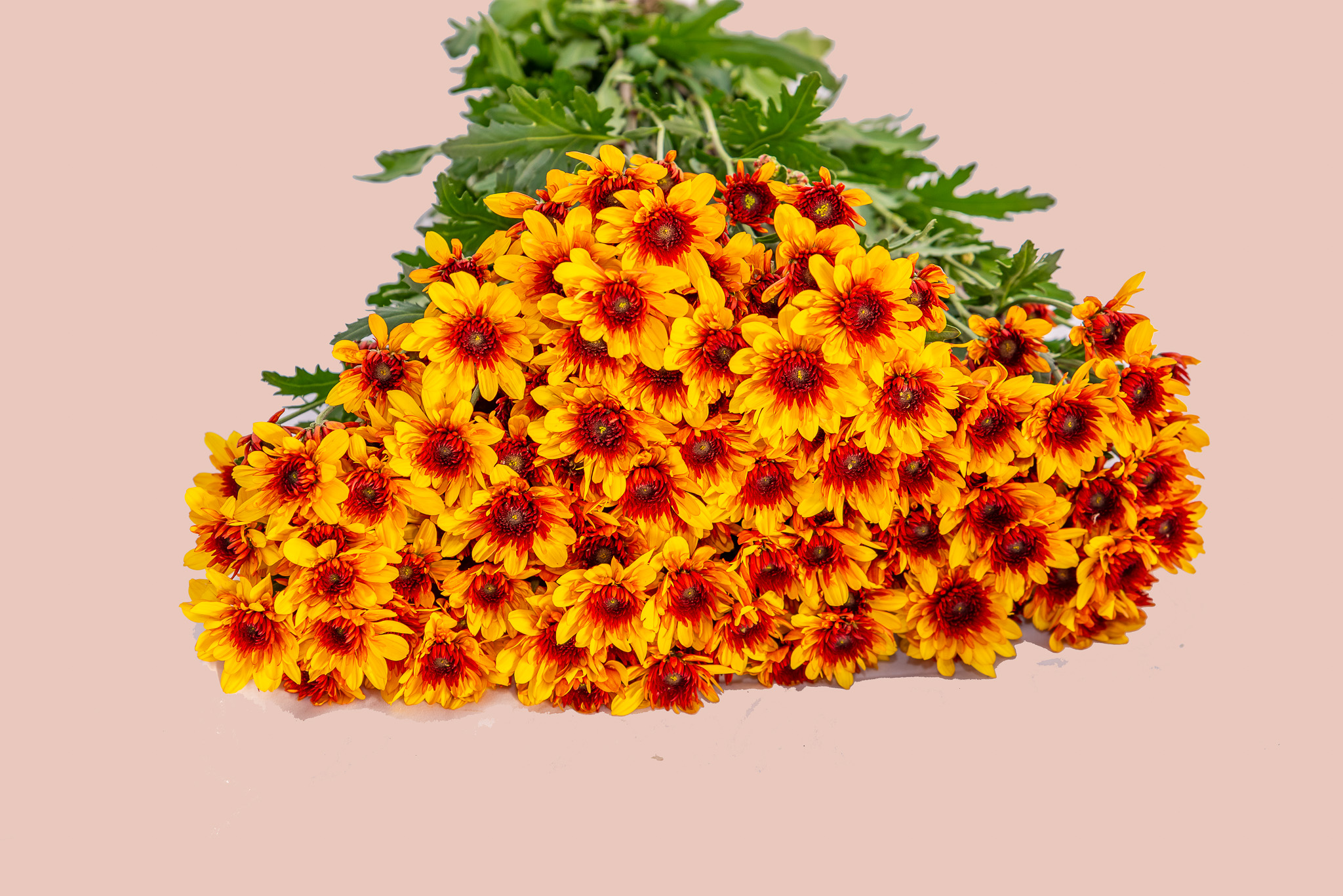 Chrysanthemum spray podolsk yellow