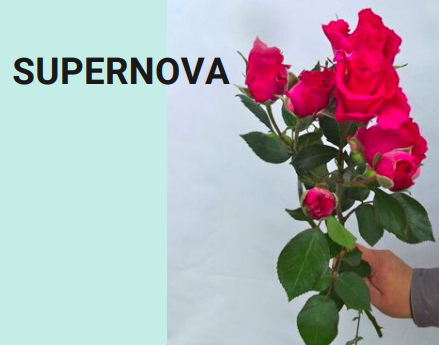 Rose spray super nova | Wholesale flowers, plants and supplies Rose spray super nova