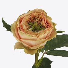 Rose golden lady