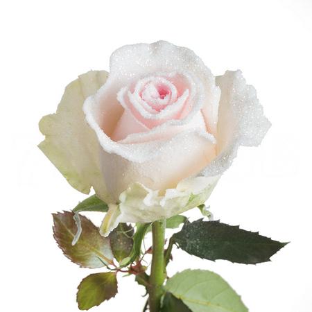 Роза фростед однг свит ревивал