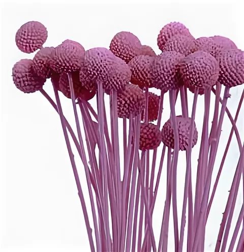 Craspedia tinted purple