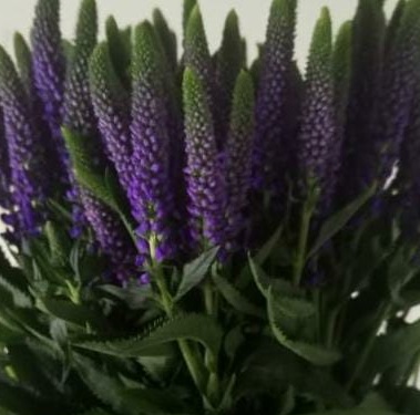 Veronica spray skyler blue