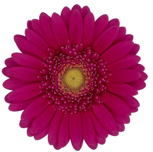 Gerbera Mini airplay