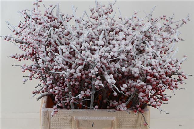 Ilex red snow