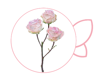 Роза куст косумель