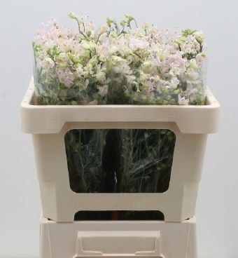 Delphinium morpho sugar pink