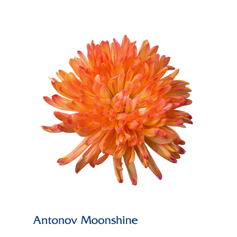 Chrysanthemum single antonov dyed moonshine 
