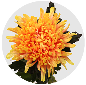 Chrysanthemum single antonov dyed sunshine 