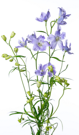 Delphinium morpho lavender