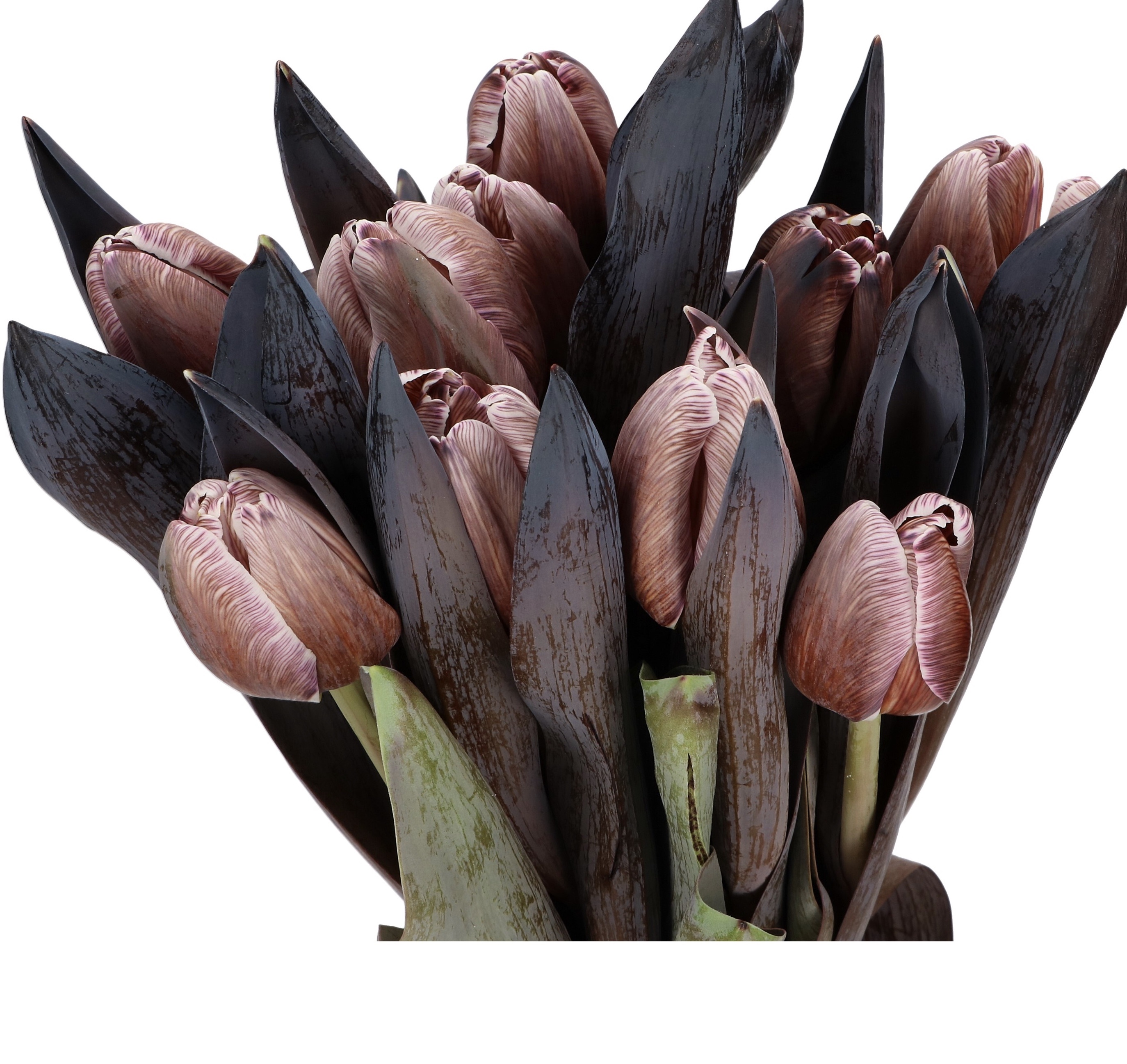 Tulip dyed brown